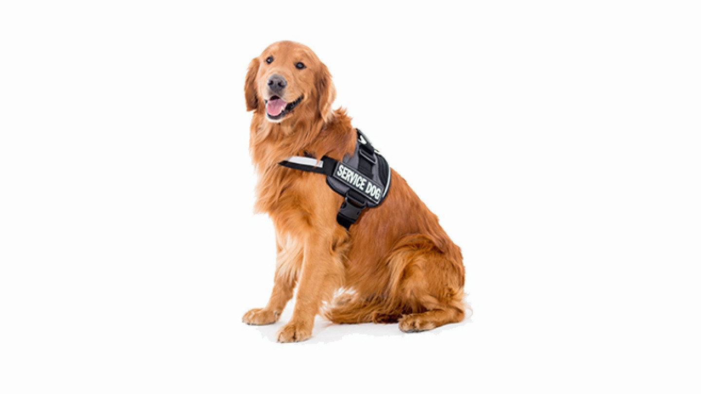 chien d'assistance